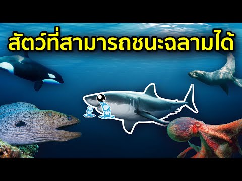 วีดีโอ: คณะกรรมการอนุรักษ์ปลาและสัตว์ป่าฟลอริดาพิจารณาข้อ จำกัด ในการตกปลาฉลาม