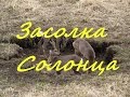 Засолка солонца