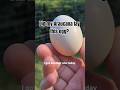 Why no Blue egg? is she really a Pure Breed Chicken?😔 #chickenbreeds #youtubeshorts #egg