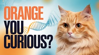 What Makes Orange Cats So Special? Details