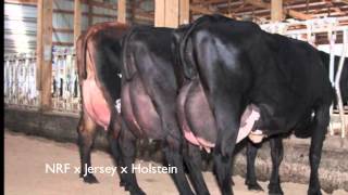 Crossbreeding a 3 vie con Rossa Norvegese, Jersey ed Holstein