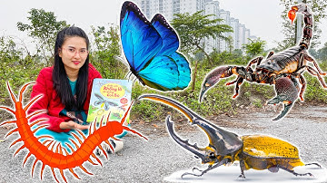 Changcady và quyển sách phép thuật, biến ra các con vật: bọ cánh cứng, con rết, con nhện, bọ cạp