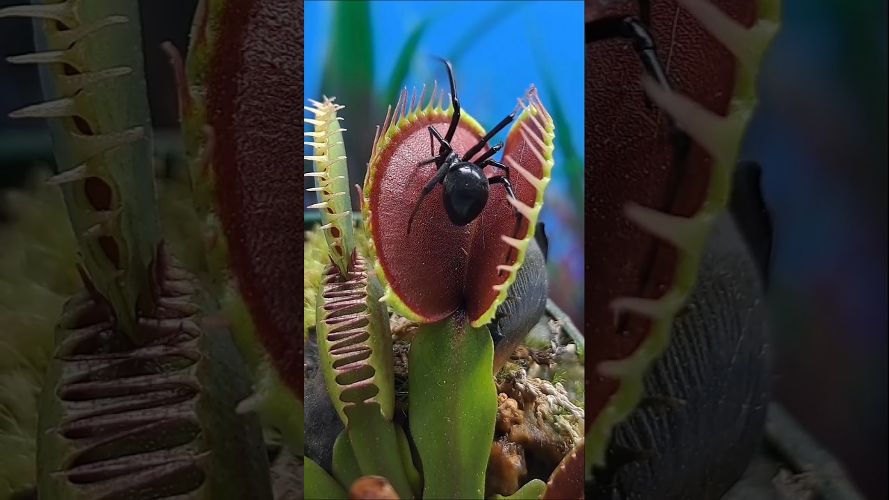 This Plant Is Carnivorous 