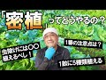 【超有益】秋冬野菜の密植パターンと栽培ポイントを細かく解説！