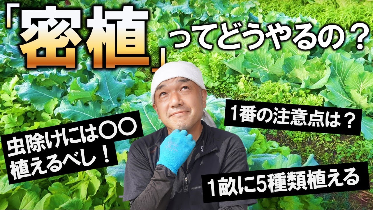 【超有益】秋冬野菜の密植パターンと栽培ポイントを細かく解説！