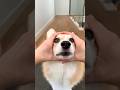 cute corgi action😍🐶😍