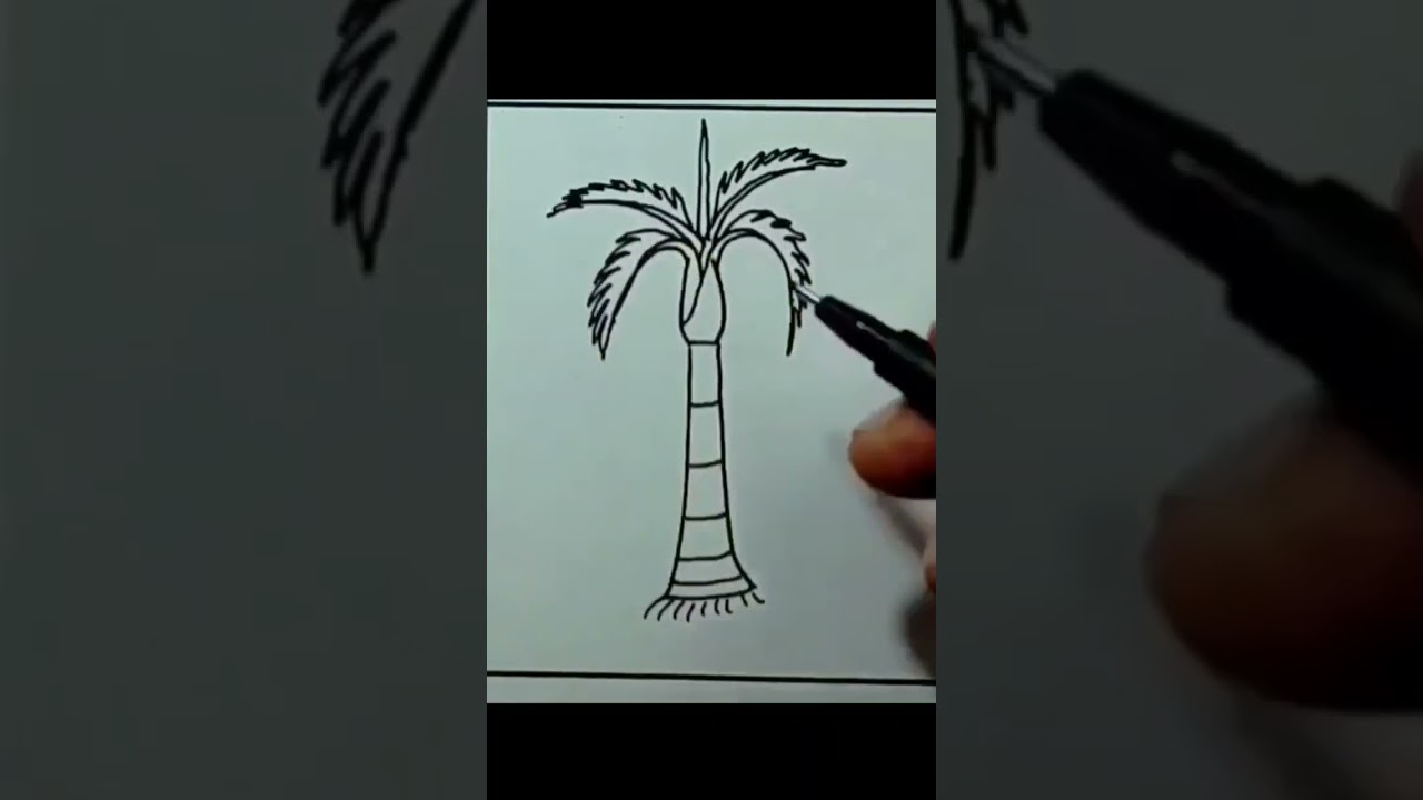 Betel nut tree drawing