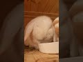 cute bunny enjoy Eating #rabbit #うさぎ #minilop #cute
