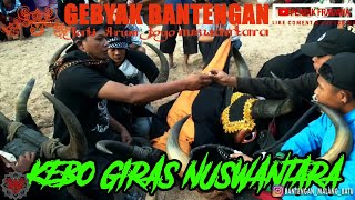 Bantengan Malang Gebyak Jati Arum Joyo Nuswantoro Part 3  Kebo Giras Nuswantara