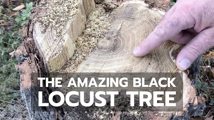 The Amazing Black Locust Tree - DayDayNews