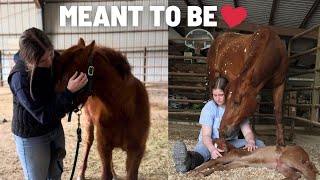 Bekah And Happy Update!!! - How To Train A Foal🫶