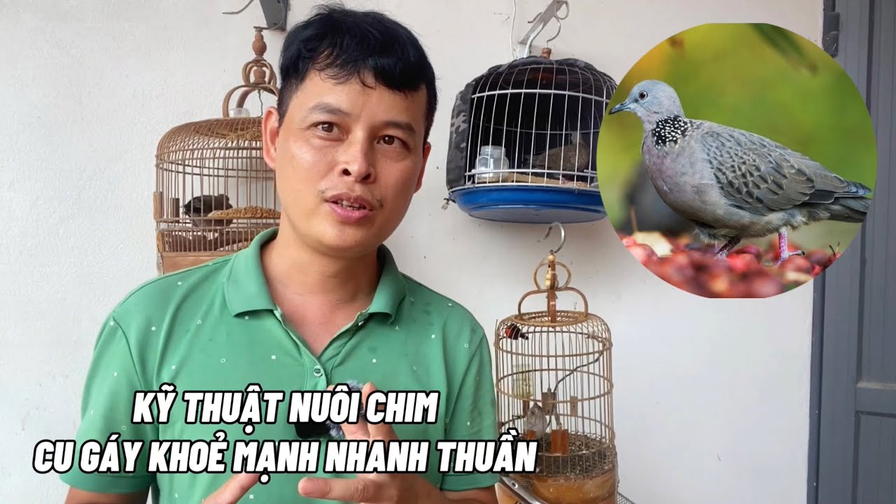 Kỹ thuật nuôi chim Cu gáy khoẻ mạnh nhanh thuần