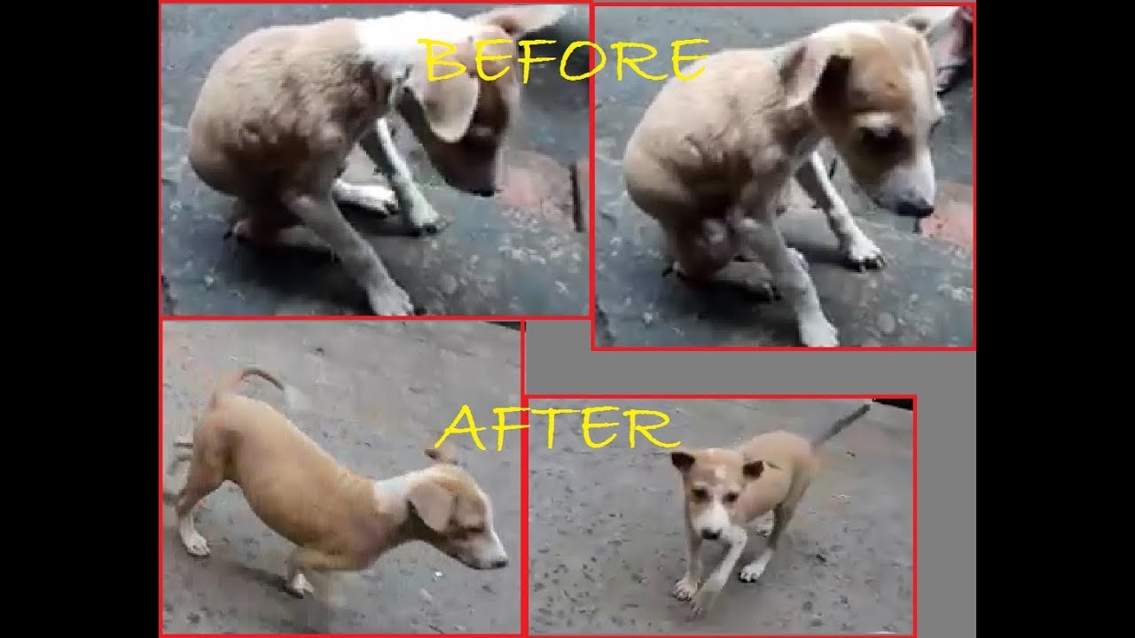 #skin Puppy Health Problems|Recovery From Bad Health|Support For Street Dogs