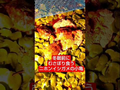 冬の訪れを感じるようになってきた気温 ニホンイシガメの小亀たちは冬眠前の食いだめ イシガメ ニホンイシガメ Turtle ゼニガメ
