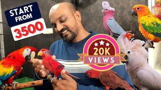 Mufasa: Tamed Exotic Birds in Chennai | Mufasa Pet Shop | Exotic Birds from 3500 | Talking Birds