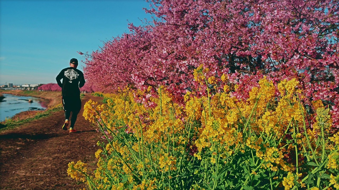 【小出川の河津桜】 神奈川県 茅ヶ崎市 Feb 27, 2026, Cherry blossoms