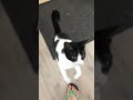 Although Daisy couldn’t talk, I understand what she wants #cat #cats #catsvideo #catshorts