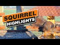 Squirrel Highlights Jan. 2022 - Recke, Germany