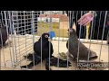 Армавирские голуби Германии/Armavir Tauben Deutschlands/Armavir Pigeons #Alex_Albrandt