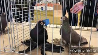 Армавирские голуби Германии/Armavir Tauben Deutschlands/Armavir Pigeons #Alex_Albrandt