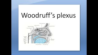 ENT Woodruffs plexus nose posterior epistaxis