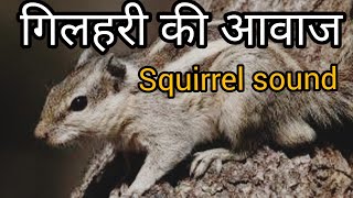 Loud Squirrel Chirping Sound/ Squirrel Sounds/गिलहरी की आवाज/गिलहरी की बोली