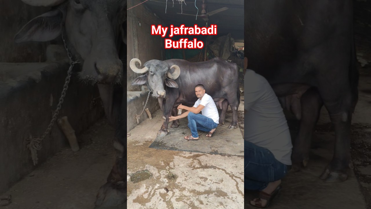 Jafrabadi Buffalo Care | Neem Oil Natural Insect Repellent