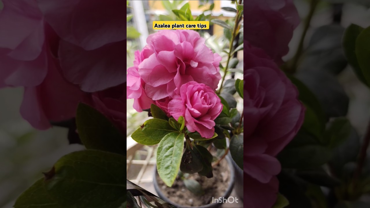 Azalea plant care tips ❤️❤️❤️
