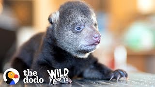 Tiniest Rescued Black Bear Cub Grows Up To Be CUTE | The Dodo Wild Hearts