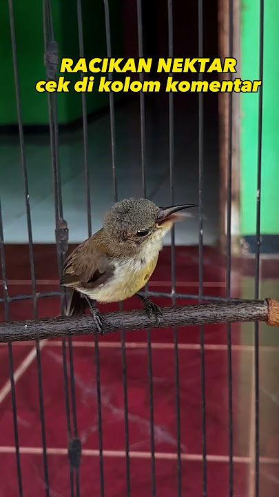 KONIN TROTOL GACOR #konin #kolibrininja #burung #konintrotol