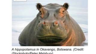 Creative Commons: Image Search & Attribute