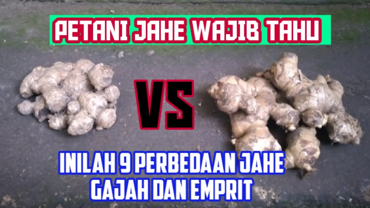 INILAH 9 PERBEDAAN ANTARA JAHE GAJAH DAN EMPRIT
