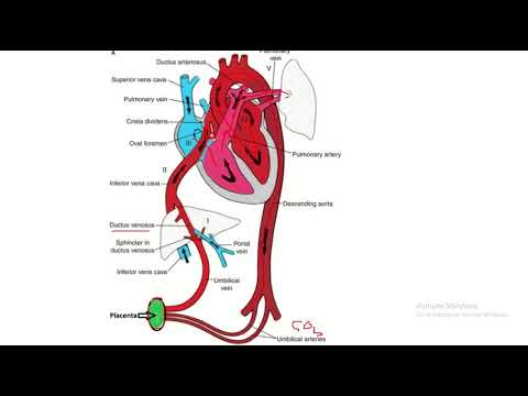 Summary of fetal circulation - YouTube