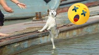 Funniest Animals 🐧 - Best Of The 2020 Funny Animal Videos 2020😁