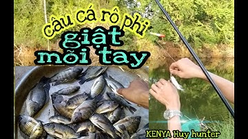 Câu Cá , Giật Hết Đàn Cá Rô Phi Trông Vuông Tôm Bỏ Hoang P2 Fishing # KENYA Huy hunter