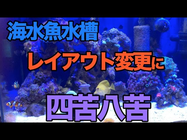 海水魚水槽レイアウト変更に四苦八苦 Youtube