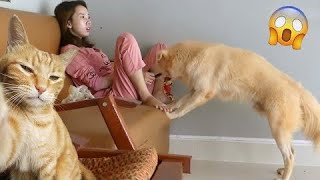 Funny Cat Videos 2022 |  Funny Cats And Dogs | Funny cats Compilation | #6😻@CuteHubTV @CuteAsian