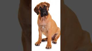 Pros and Cons of Owning a Bullmastiff Dog #doglovers #dogsrule #dogbreed #dogs #bullmastiffs #shorts