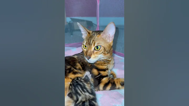 Watch the video about That a love 💕 Savannah F1 Eva - Lucy Bengal ( and 5 kittens) #catlife #catlovers #funnyanimals
