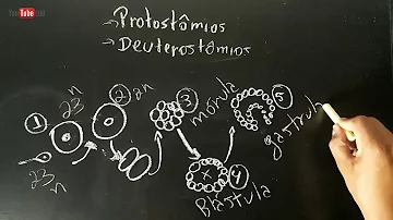 O que é animais blastóporo?