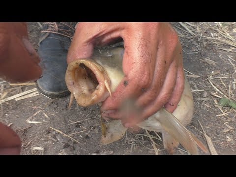 Советы по ловле толстолоба Советы по ловле толстолоба