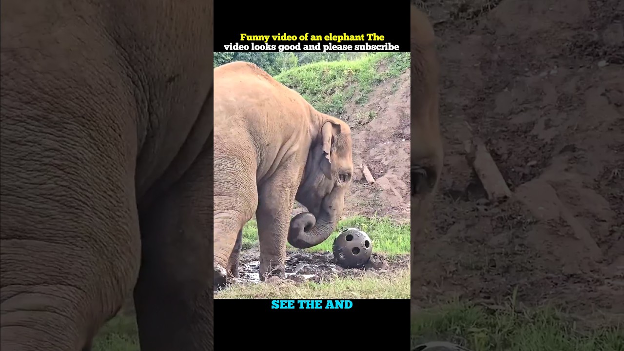 смешные моменты со слоном (видео)