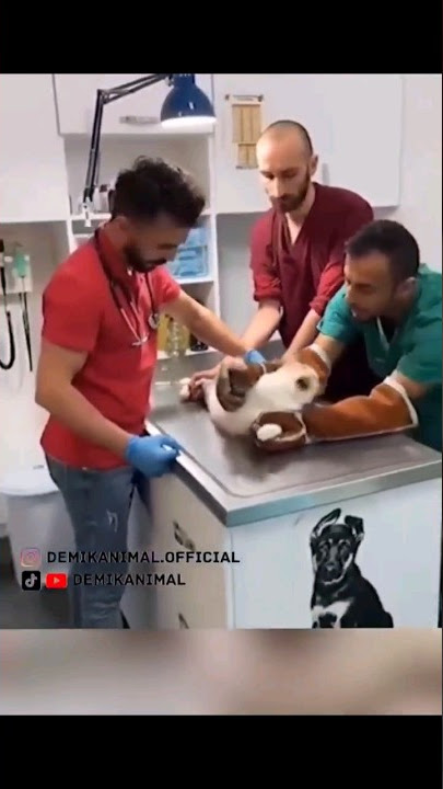 kasian kucing nya di suntik mati😁 #trending #viral#lucu #funny #ngakak#meme#viralvideo #shorts