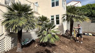 Planting a Grove of Mediterranean Fan Palms for Designer James Pendle 
