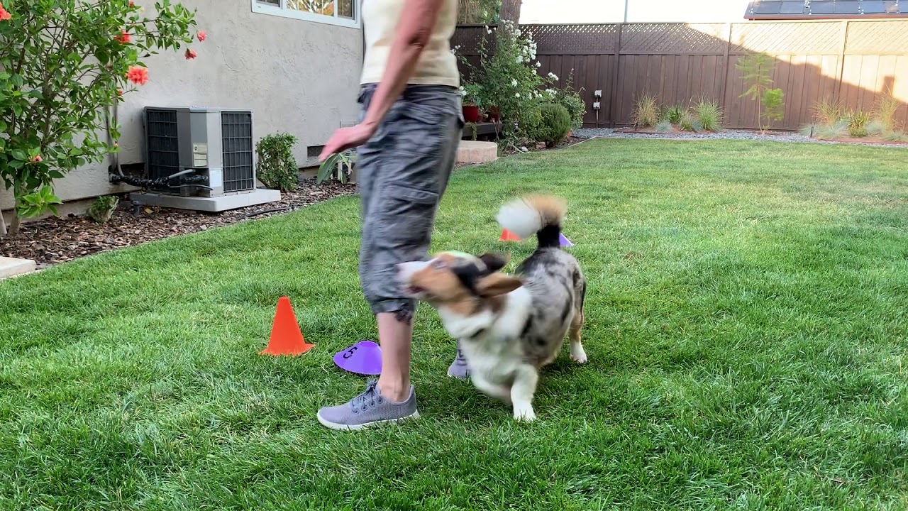 9. Xenon No Leash, Food Placement - Figure 8 Exercise_8/25/19