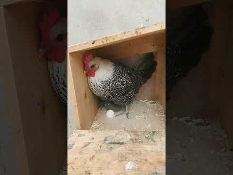 بيض دجاجة الفيومي الفضي ماشاء الله العيون  أخفنير الصحراء المغربية  طرفاية