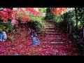 Message ~ 虹 ~ 白鳥英美子 京都 金戒光明寺 真如堂 紅葉