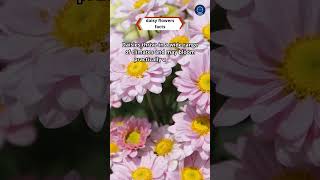 Daisy Flowers Facts
