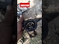 Honda in one gir morning change #youtube subscribe