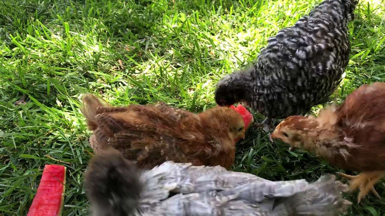 4 weeks old chicks YouTube